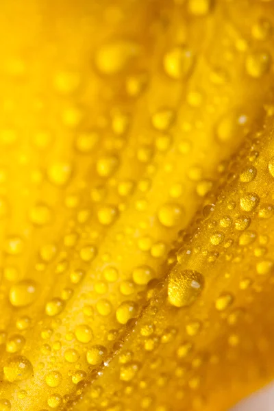 Petal with water drops — Stock Photo, Image