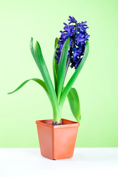 Hyacinth blossom in pot — Stock Photo, Image