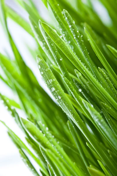 Мокрий зелена трава — стокове фото
