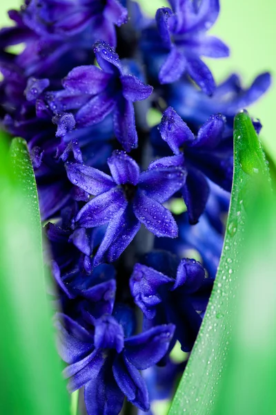 Blauwe hyacint — Stockfoto