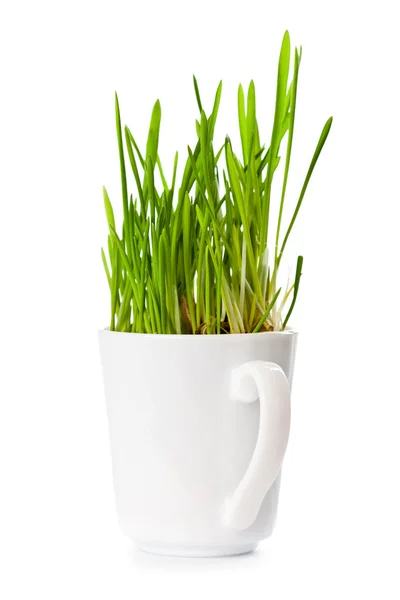 Grama verde fresca em xícara de café — Fotografia de Stock