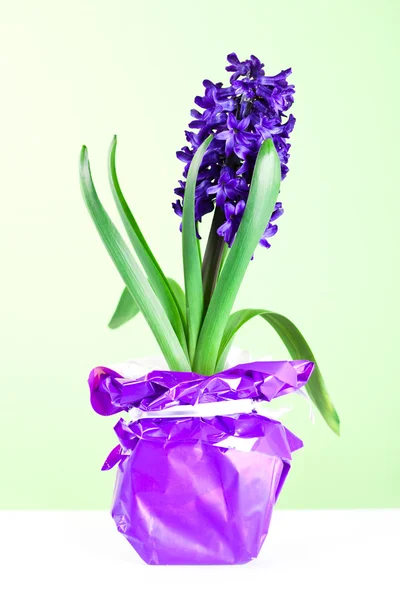Hyacint blossom — Stockfoto