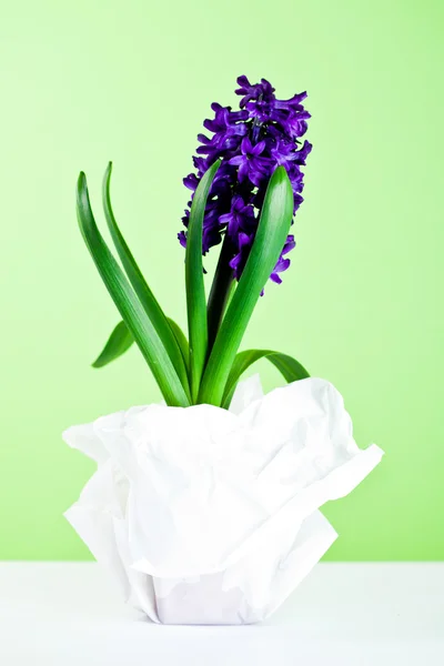 Ozdobny kwiat hiacyntu — Zdjęcie stockowe