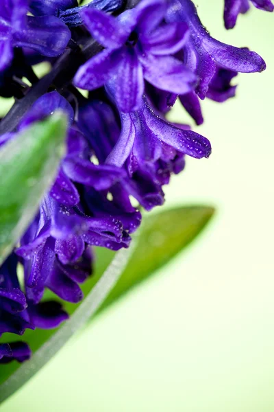 Blue hyacinth — Stock Photo, Image