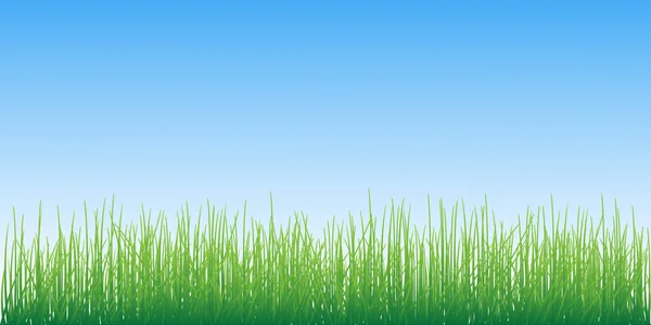 Grass on sky background vector illustration. — Stock Vector