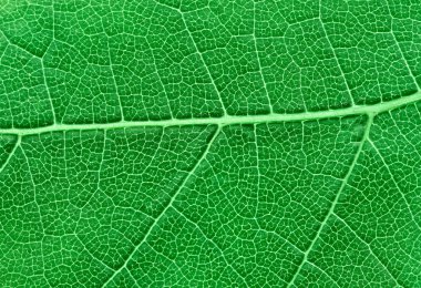 Green leaf texture macro view background clipart