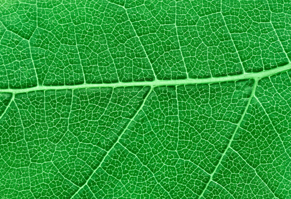 Green leaf texture macro view background