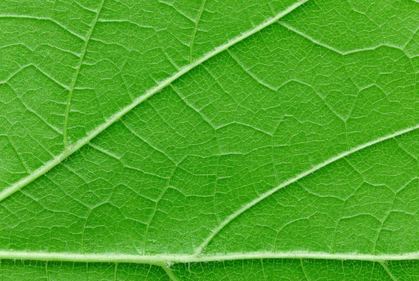 Textura de folha verde macro vista fundo — Fotografia de Stock