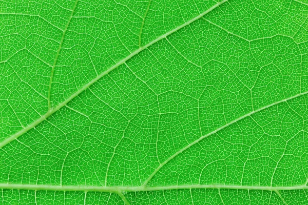 Textura de folha verde macro vista fundo — Fotografia de Stock
