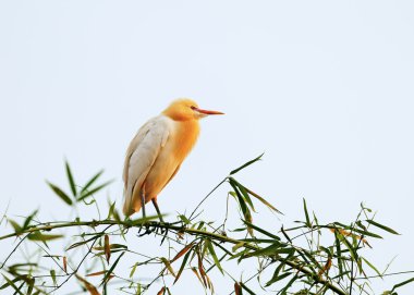 Beyaz bubulcus Ibis oturan bambu ağacı, pokhara, nepal