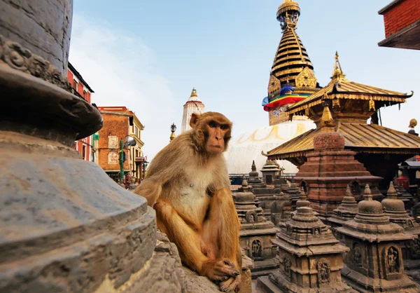 Καθιστή μαϊμού στο Σουαγιαμπούναθ Στούπα στο Κατμαντού του Νεπάλ — Φωτογραφία Αρχείου