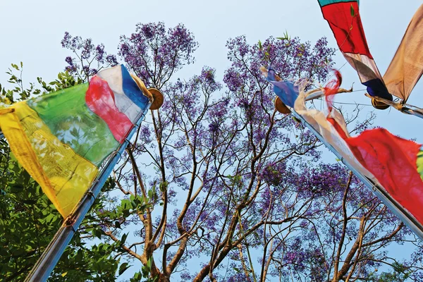 Drapeaux de prière colorés devant le ciel bleu et les branches d'arbres , — Photo