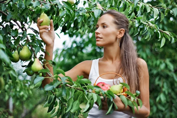 Schöne Frau pflückt die Birne im Garten — Stockfoto