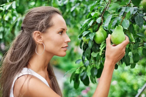 Beautiful woman picking the pear in the garden — Stock Photo, Image