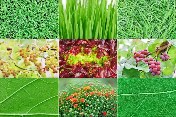 Collection of fresh green nature plant backgrounds — Stock Photo, Image