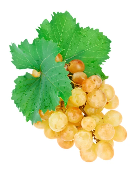 Гроздь белого винограда с каплями воды, изолированными на белом — стоковое фото