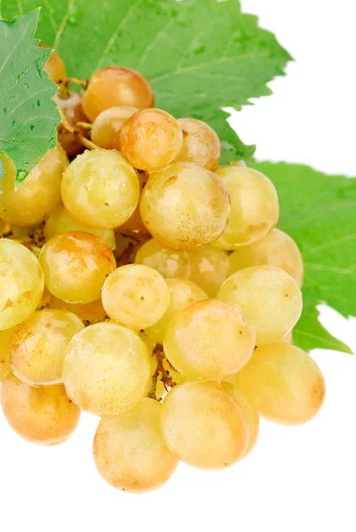 Grappolo di uva bianca con gocce d'acqua isolate su bianco — Foto Stock