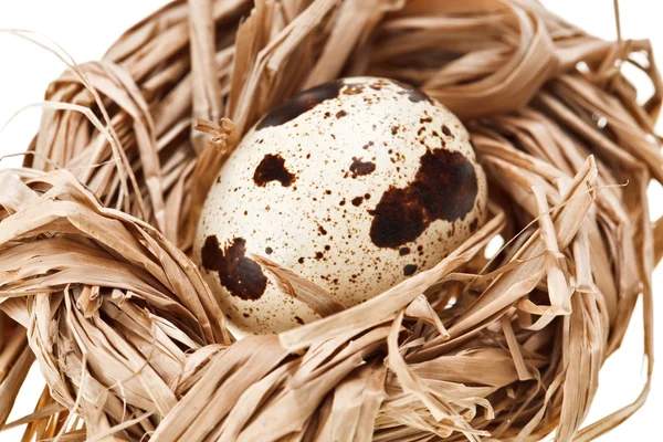 One Quail Eggs Straw Nest — Stock Photo, Image