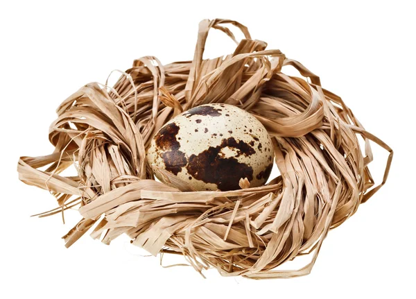 一个鹌鹑蛋在稻草巢 孤立在白色 — 图库照片