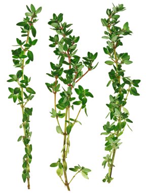 Fresh green thyme twigs, isolated clipart