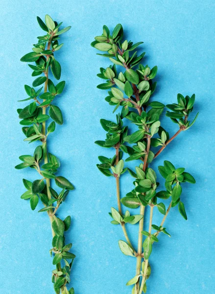 Fresh green thyme twigs on blue — Stock Photo, Image