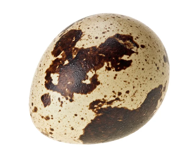 Een Kwartel Eieren Geïsoleerd Witte Supermacro Weergave Extreem Hoge Diepte — Stockfoto