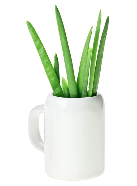 Fresh Green Spring Onion Bunch Small Ceramic Noggin Isolated White — Stock Photo, Image