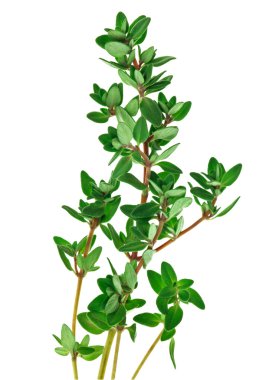 Fresh green thyme twigs, isolated clipart