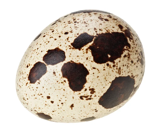 Beyaz süper makro görünümü, son derece hig izole bir bıldırcın yumurtası — Stok fotoğraf