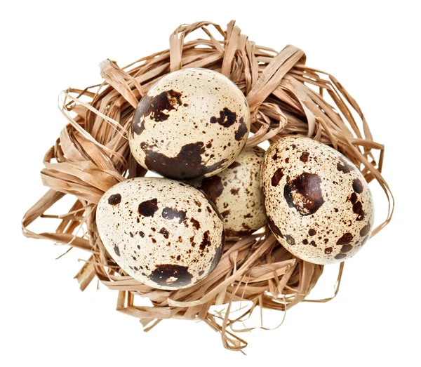 Деякі перепелині яйця в солом'яному гнізді — стокове фото