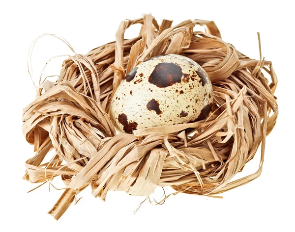 One quail eggs in the straw nest — Stock Photo, Image