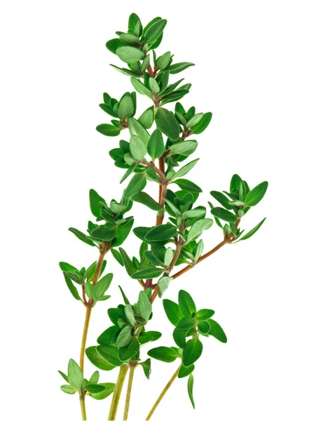 Fresh green thyme twigs, isolated — Stock Photo, Image