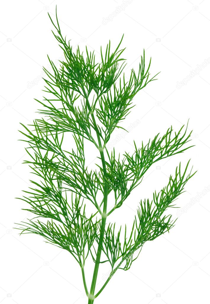 Fresh green dill twigs, isolated