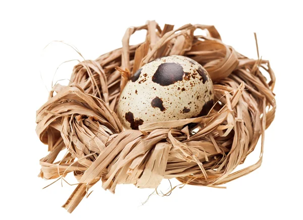One quail eggs in the straw nest — Stock Photo, Image