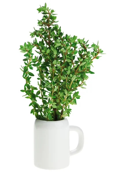 Bouquet de thym vert frais en petite noggin céramique — Photo