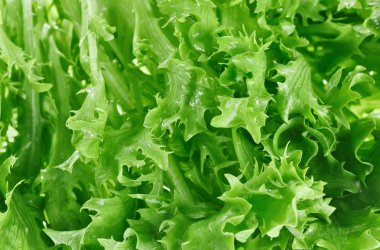 Fresh green lettuce leafs, food background clipart