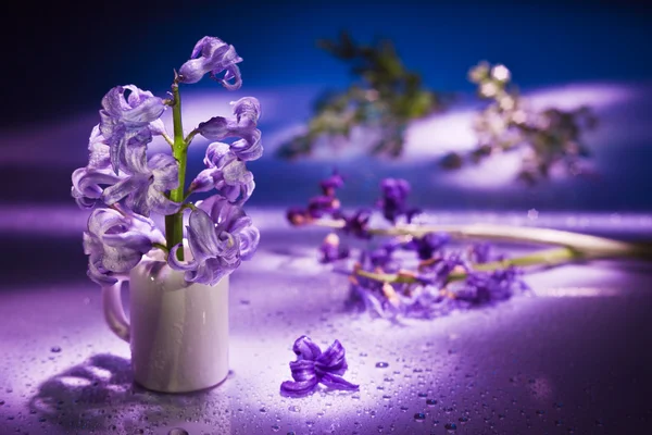 Masih hidup dengan bunga hyacinth dengan warna ungu lembut dan majus — Stok Foto