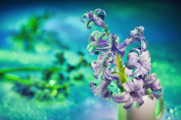 stock image Still life with hyacinth flower in gentle turquoise colors and m