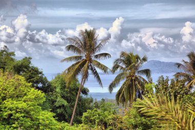 Beautiful tropical landscape clipart