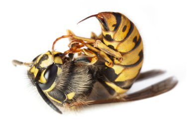 Bee or wasp macro clipart