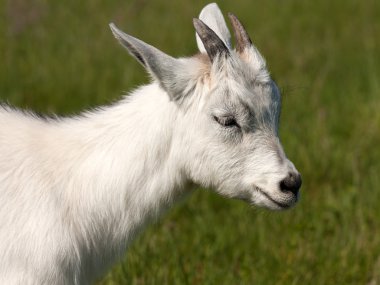 Goat animal clipart