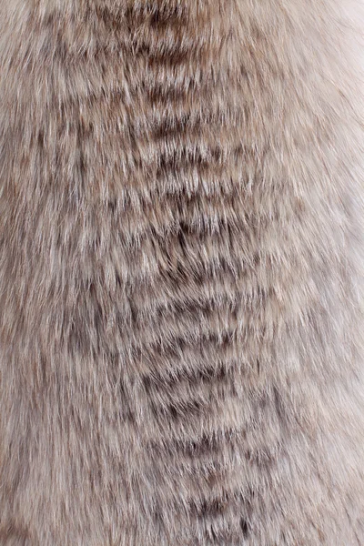Fur background — Stock Photo, Image