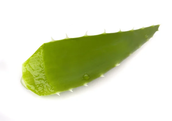 Liść aloesu — Zdjęcie stockowe