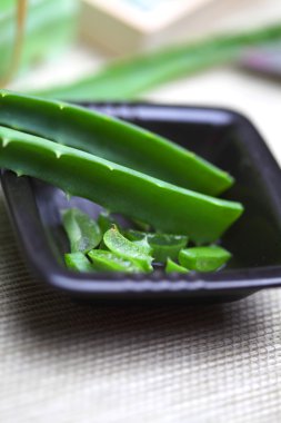 aloe vera yaprağı