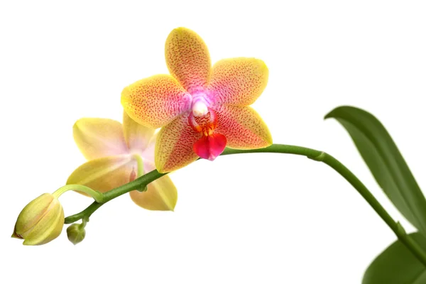 Żółta orchidea phalaenopsis — Zdjęcie stockowe