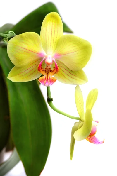 Gele orchidee phalaenopsis geïsoleerd op wit — Stockfoto