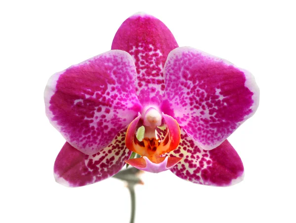 Phalaenopsis púrpura de la orquídea aislada en blanco — Foto de Stock