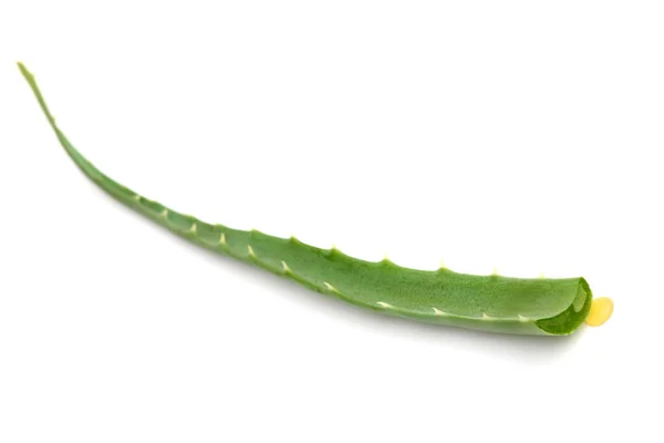 Aloe vera yaprağı — Stok fotoğraf