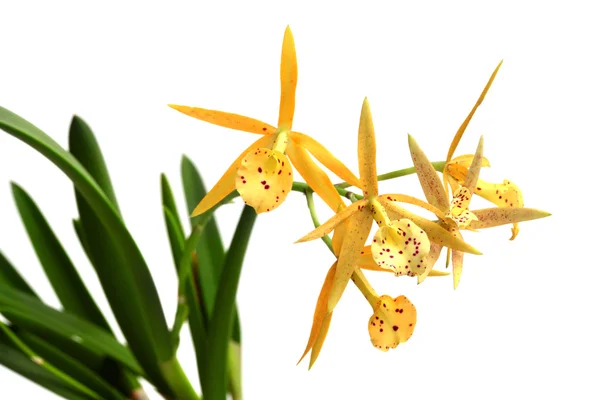 Желтая орхидея изолирована на белом — стоковое фото