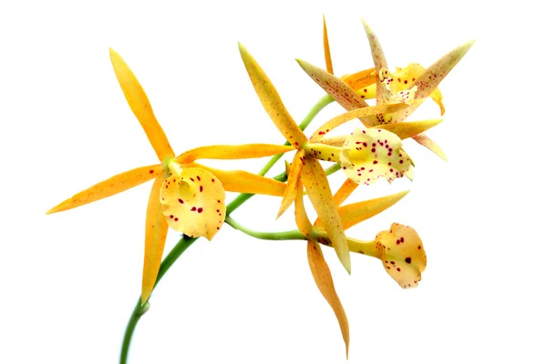 Žlutá orchidej izolovaná na bílém — Stock fotografie